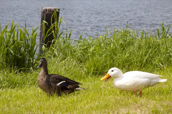 Par de patos — Foto de Stock