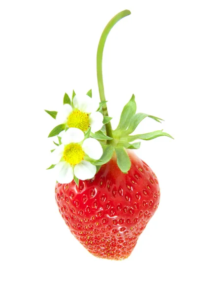 Wild flower strawberry — Stock Photo, Image
