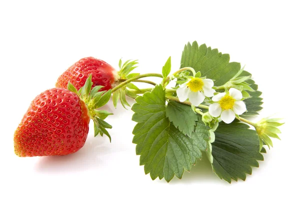 Wild strawberries — Stock Photo, Image