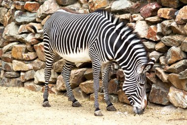 Zebra yiyen