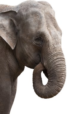 Elephant power clipart