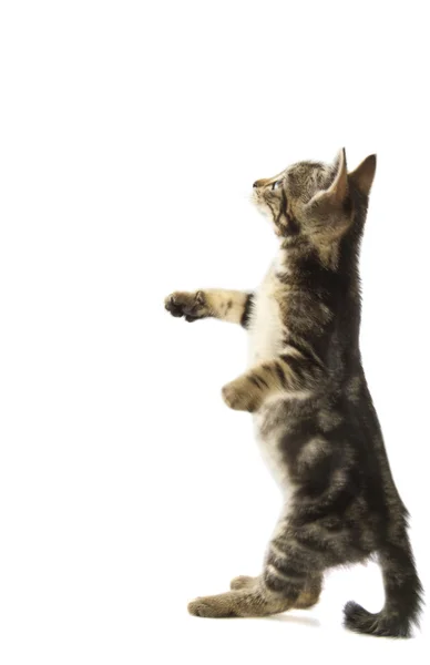 Kitten omhoog — Stockfoto