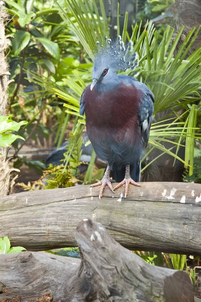 Victoria coroado pombo — Fotografia de Stock