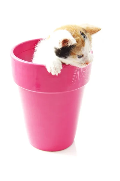 Котенок в цветочном горшке — стоковое фото