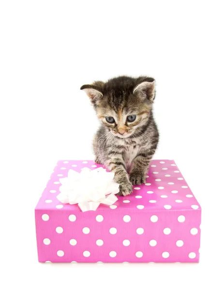 Urodziny kotek — Zdjęcie stockowe