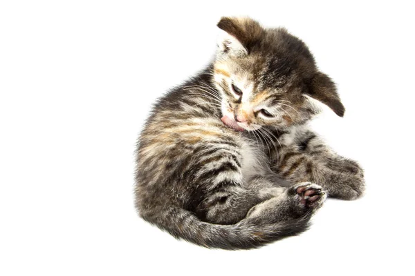 Satisfied kitten — Stock Photo, Image