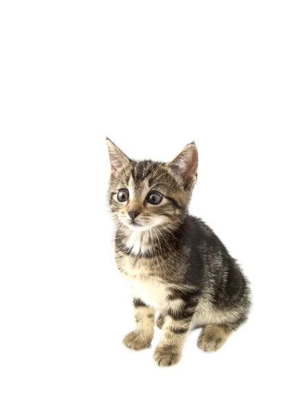 Adorable kitten — Stock Photo, Image