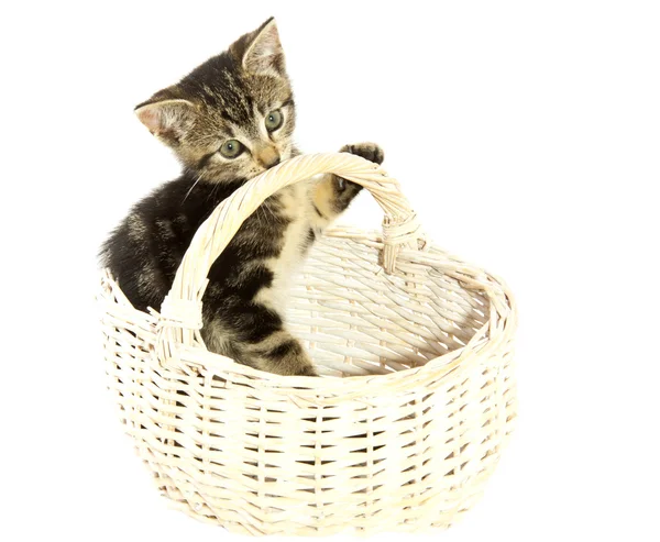 Härlig kattunge — Stockfoto