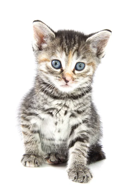 Adorable kitten — Stock Photo, Image