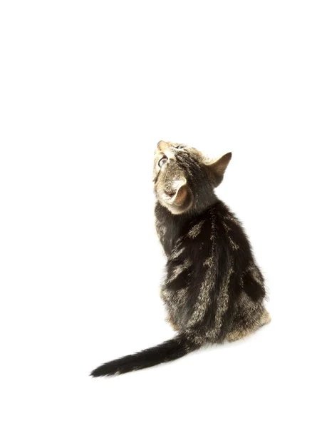 Roztomilá kočička — Stock fotografie