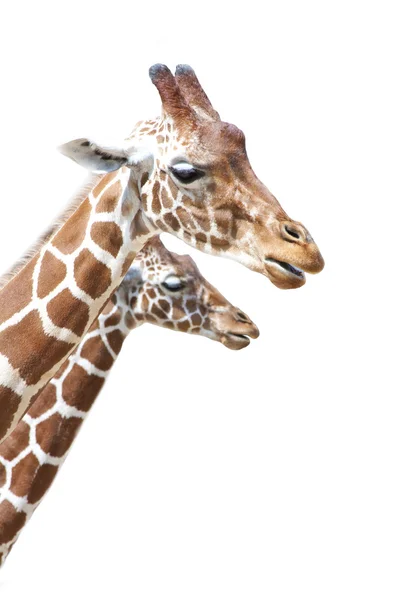 stock image Giraffes