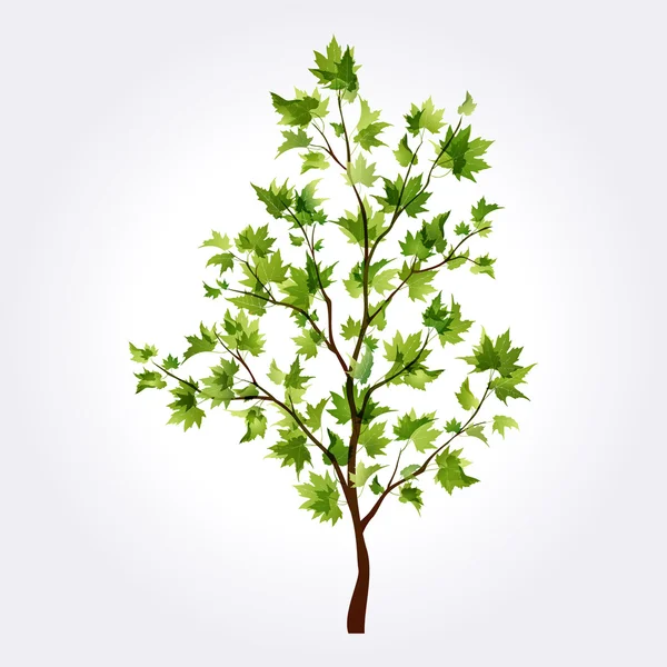 Summer tree. Maple — Stock Vector