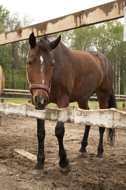 Güzel atlar bir çiftlik Köyü