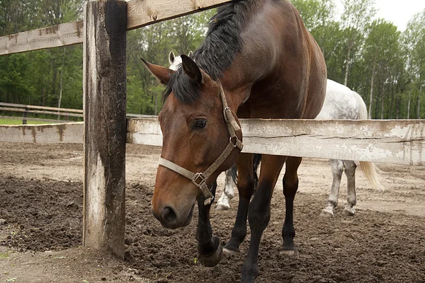 Krásné koně na farmě v obci — Stock fotografie