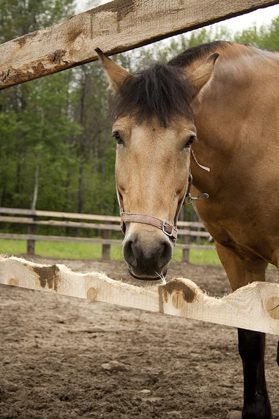 Prachtige paarden op een boerderij in het dorp — Stockfoto