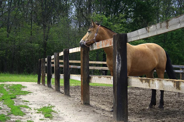 Belos cavalos em uma fazenda na aldeia — Fotografia de Stock
