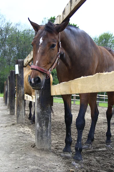 Güzel atlar bir çiftlik Köyü — Stok fotoğraf