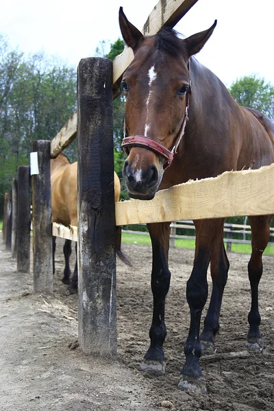 Krásné koně na farmě v obci — Stock fotografie