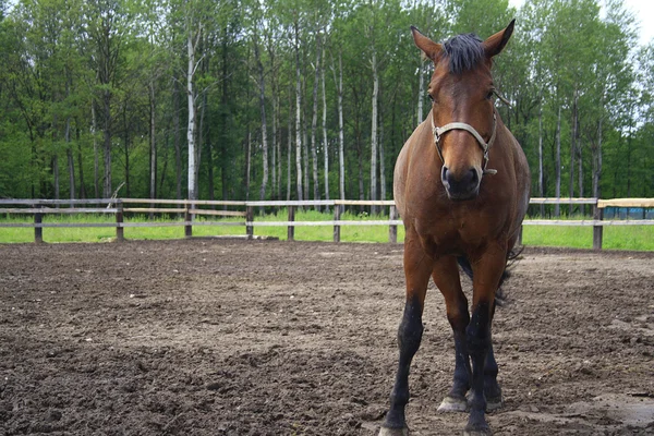 Mooie paard in de farm — Stockfoto