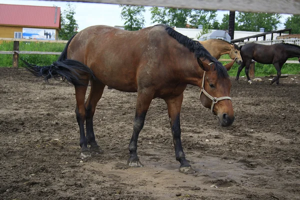 Bonito cavalo na fazenda — Fotografia de Stock