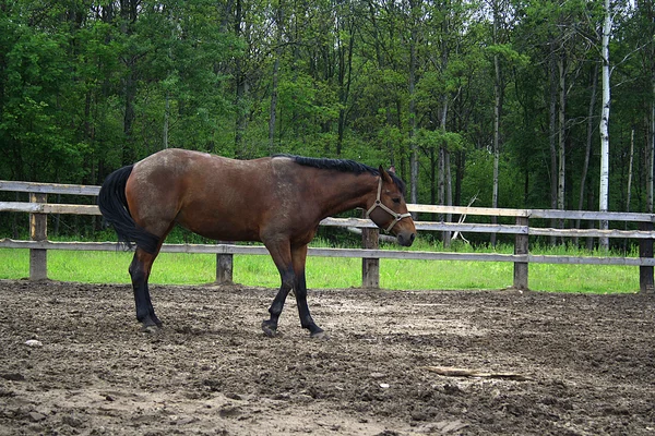 Bonito caballo en la granja — Foto de Stock