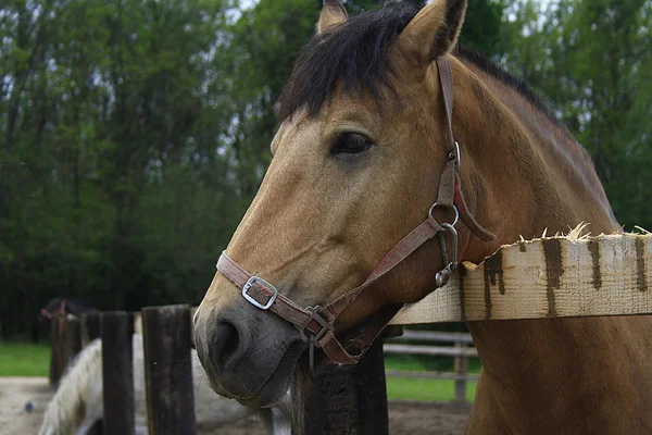Hübsches Pferd auf dem Bauernhof — Stockfoto
