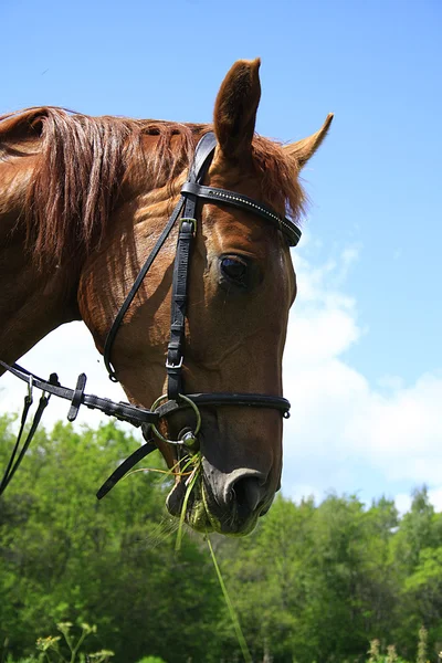 Hermoso caballo en un prado en el verano — Foto de Stock