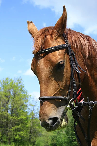 Krásné koně na louce v létě — Stock fotografie