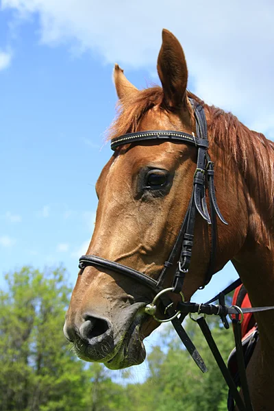 Mooi paard op een weide in de zomer — Stockfoto