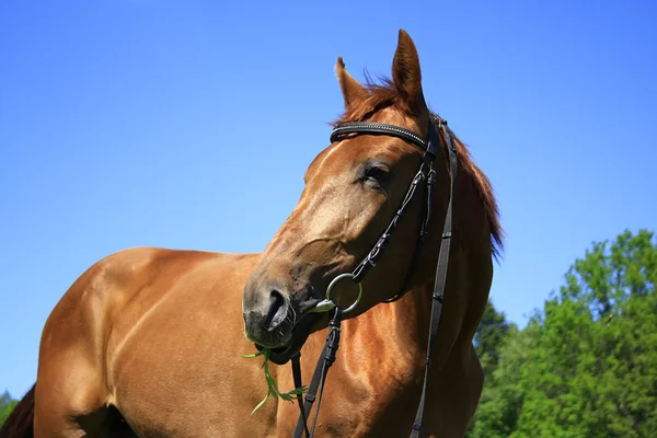 Krásné koně na louce v létě — Stock fotografie