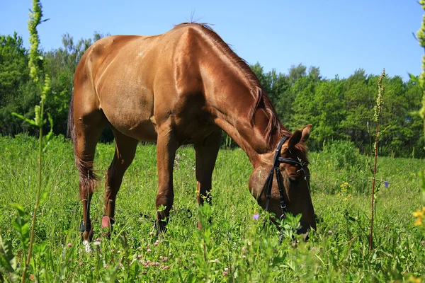 Belo cavalo em um prado no verão — Fotografia de Stock