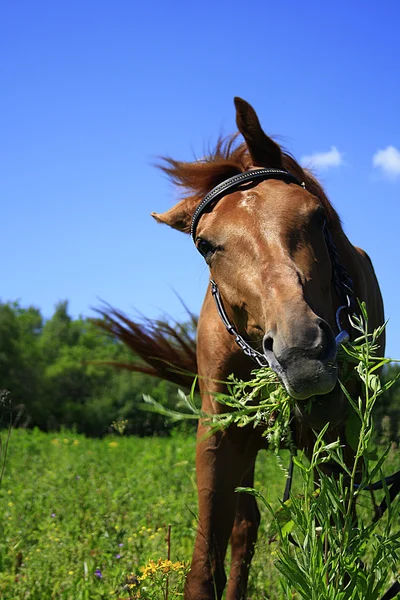 Schönes Pferd auf der Weide im Sommer — Stockfoto
