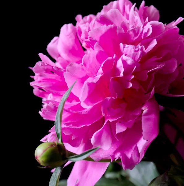 En lyserød pæon blomst og opløbet closeup Royaltyfrie stock-fotos