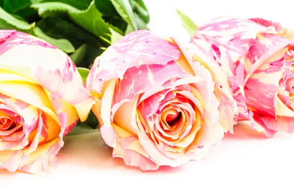Bouquet of roses — Stock Photo, Image