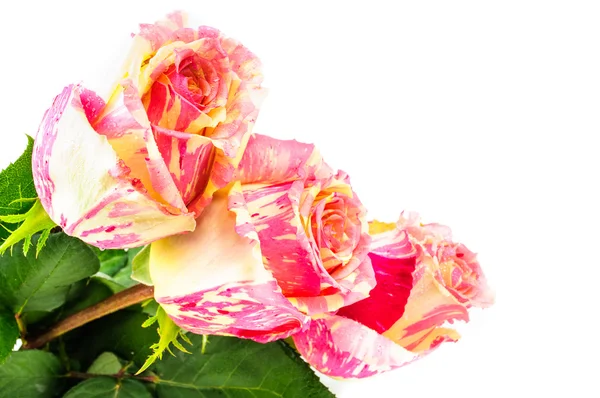 Bouquet of roses — Stock Photo, Image