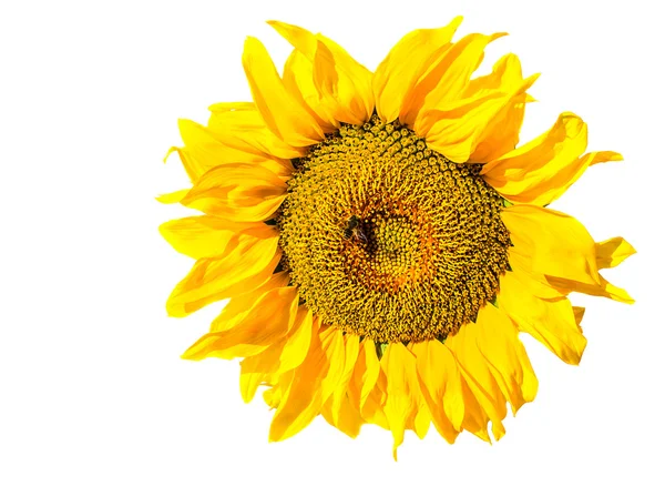 Kvetoucí slunečnice — Stock fotografie