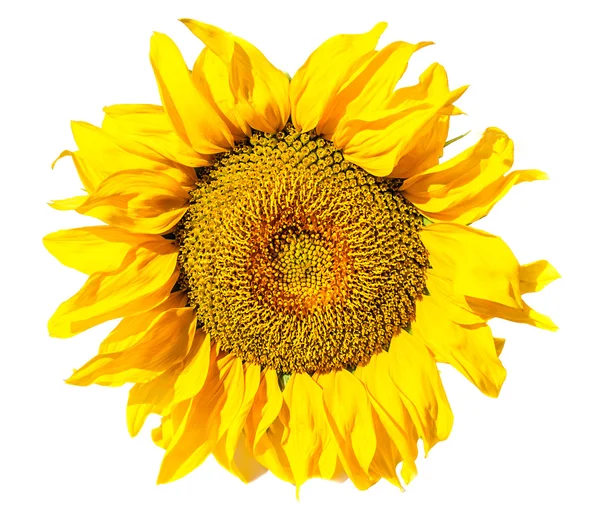 Blühende Sonnenblumen — Stockfoto