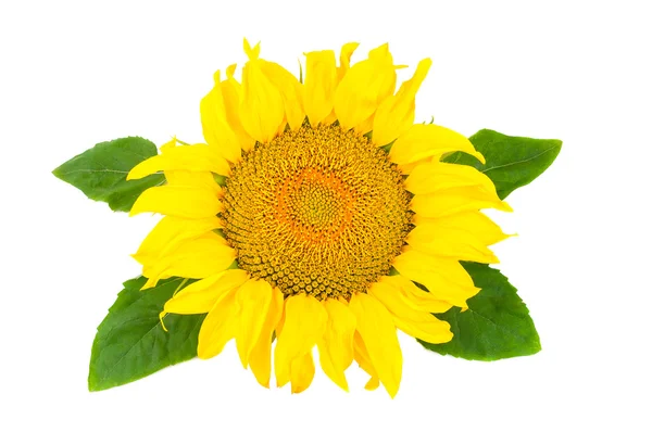 Blooming sunflowers — Stock Photo, Image