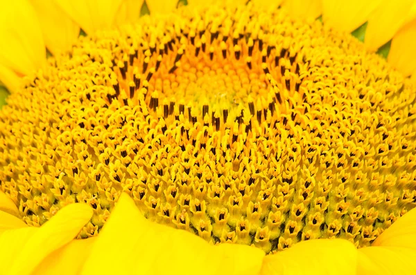 Blooming sunflower seeds — Stock Photo, Image