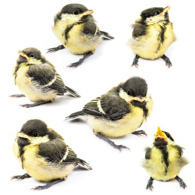 Fledgling birds tit clipart