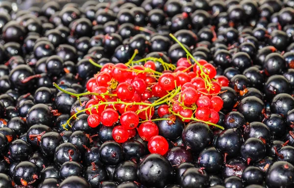 Hintergrund der Beeren schwarze und rote Johannisbeeren — Stockfoto