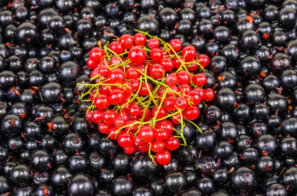 Arka planını meyveleri kırmızı ve siyah kuş üzümü — Stok fotoğraf