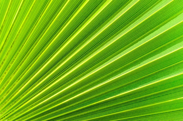 The background of palm leaf — Stock Photo, Image
