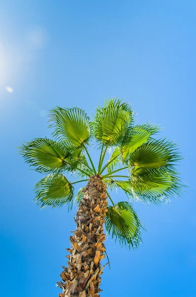Palm against the blue sky — Stock Photo, Image