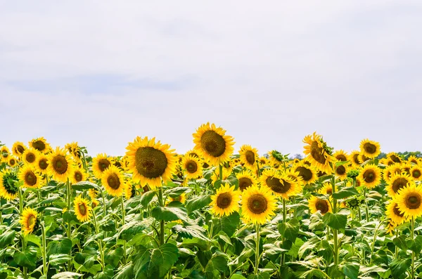 The field of blooming sunflowers — Stock Photo, Image