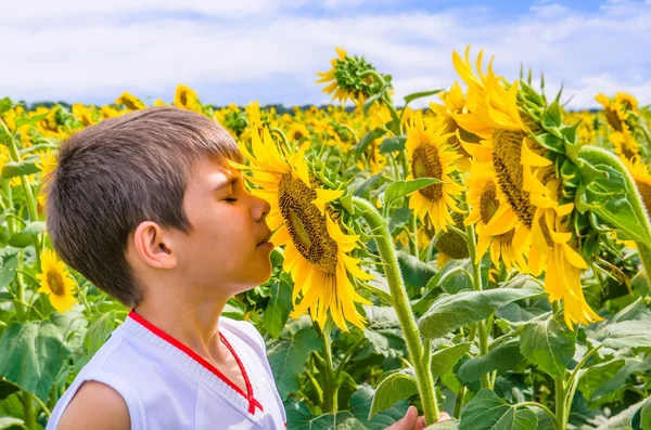 Boy smelling a sunflower — Stock Photo, Image