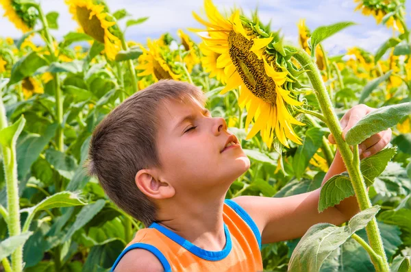 Boy smelling a sunflower — Stock Photo, Image