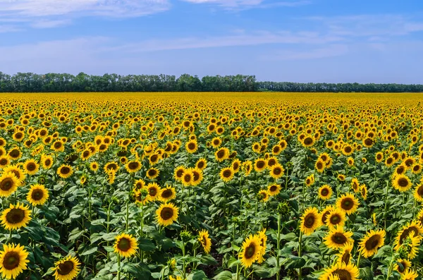 The field of blooming sunflowers — Stock Photo, Image
