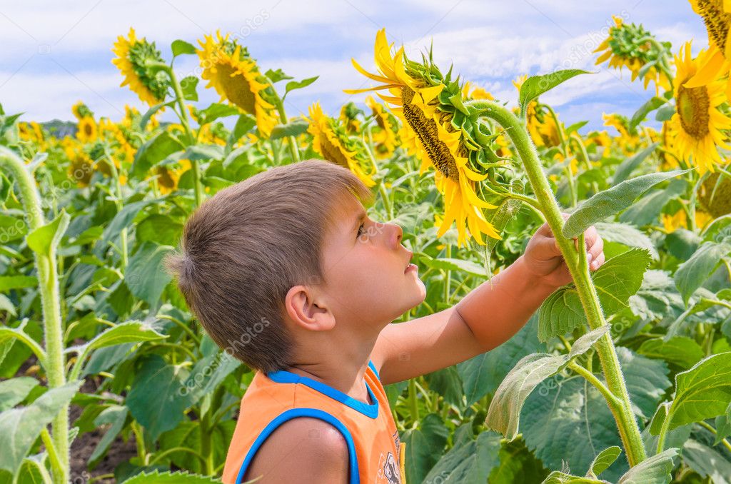 Boy smelling a sunflower Stock Photo by ©borissos 12258803