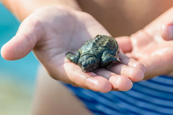 Liten sköldpadda i barns händer Stockfoto